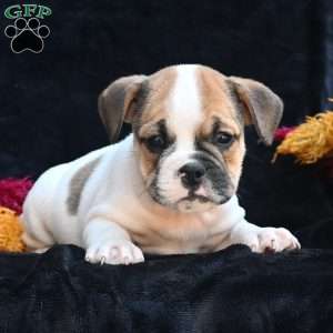Jax, Miniature Bulldog Puppy